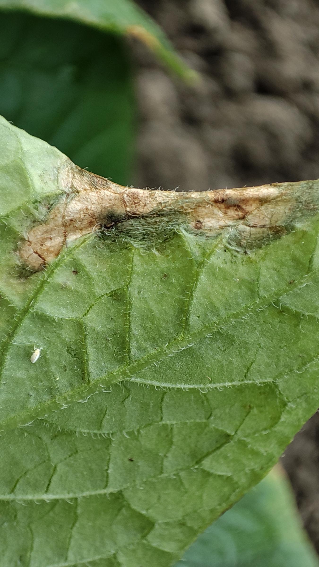 馬鈴薯葉片受晚疫病菌感染初期，病斑呈現水浸狀褐色斑，且周圍有明顯黃暈。-2