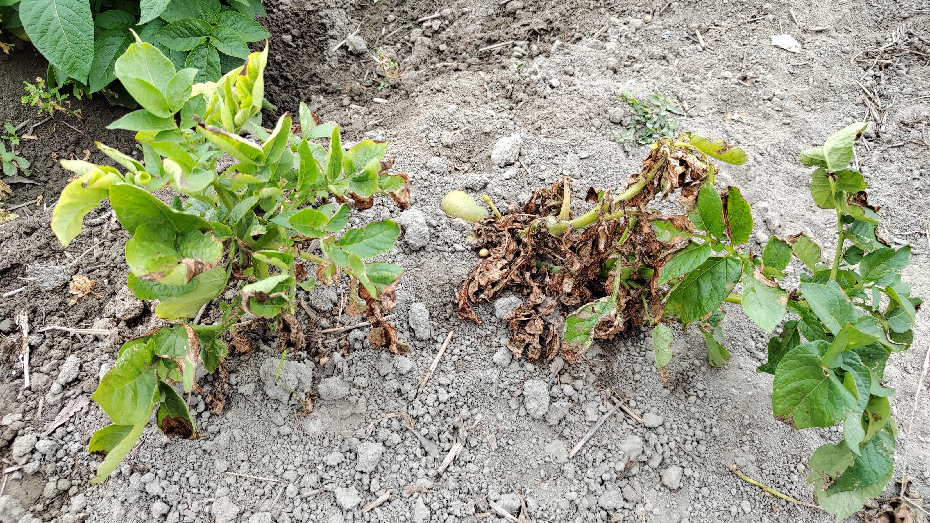 馬鈴薯葉片受晚疫病菌感染後會快速乾枯死亡。