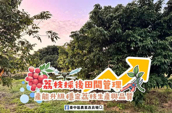 12月01日 荔枝採後田間管理 產能升級 穩定荔枝生產與品質