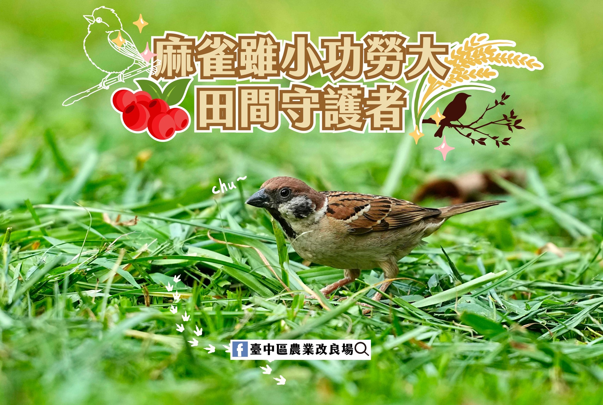 12月03日 麻雀雖小功勞大 田間守護者