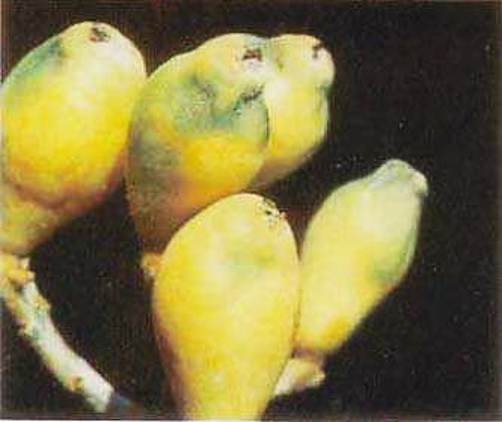 枇杷幼果寒害果實表皮及組織凍傷，進而影響果肉發育影響品質。