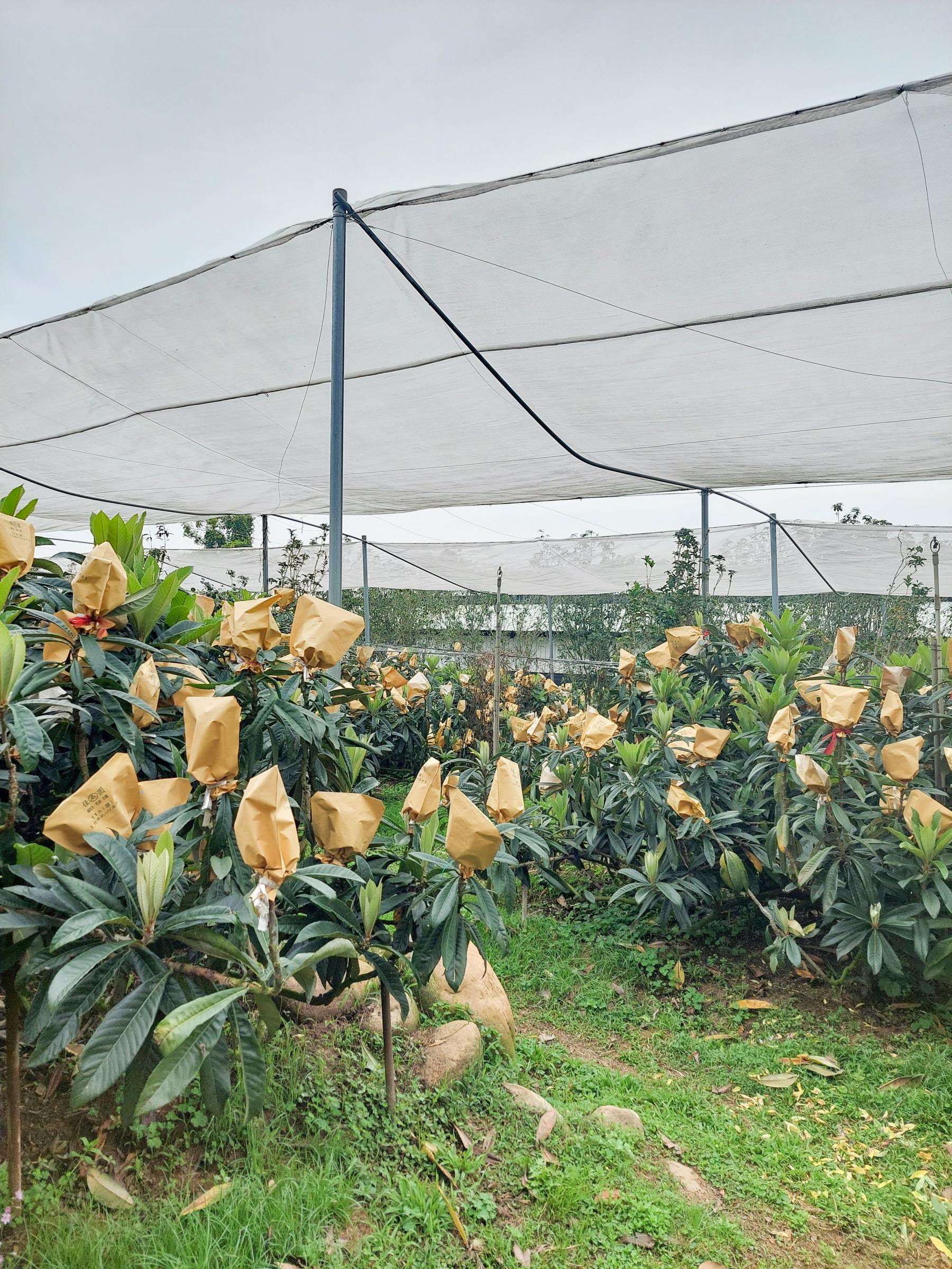 果實利用套袋或覆蓋保護，果園加強防風設施，可防止寒風直接吹襲，維持果園微氣候穩定，避免直接受到低溫影響。