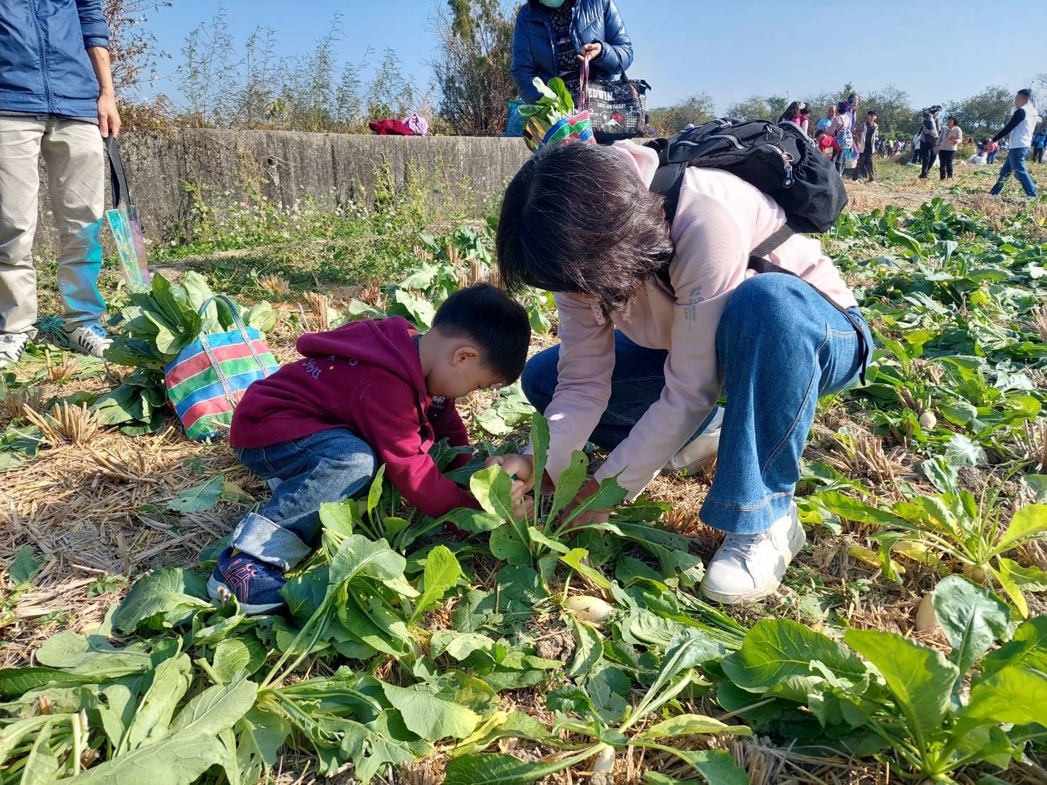 芬園鄉農會「2026芬饗農食典」白寶玉出土記 千人拔彩頭活動-3