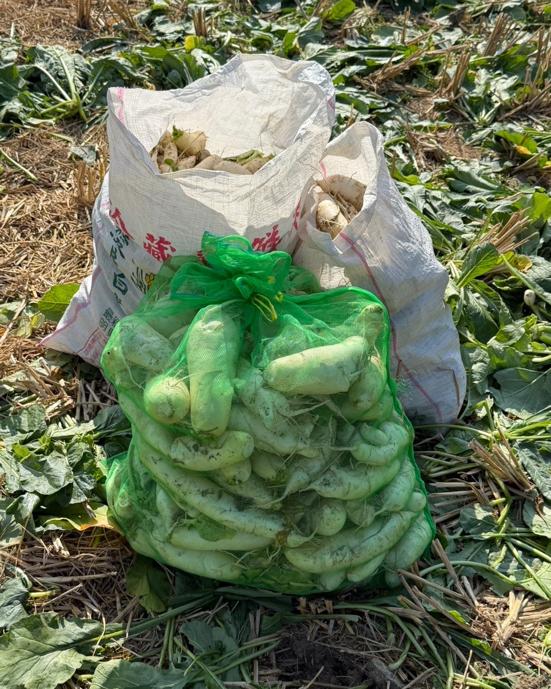 芬園鄉農會「2026芬饗農食典」白寶玉出土記 千人拔彩頭活動-6