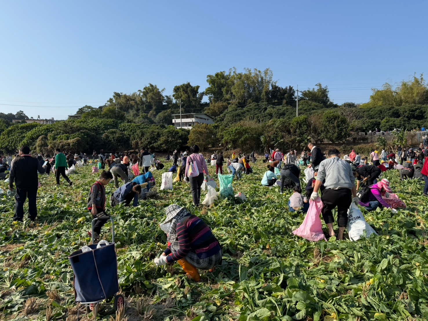 芬園鄉農會「2026芬饗農食典」白寶玉出土記 千人拔彩頭活動-7