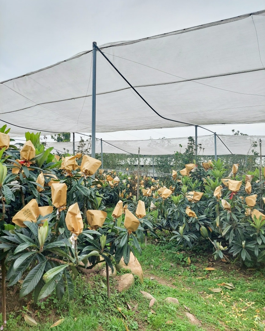 12月31日 冷氣團跨年報到 枇杷正值花果期請農友提早因應