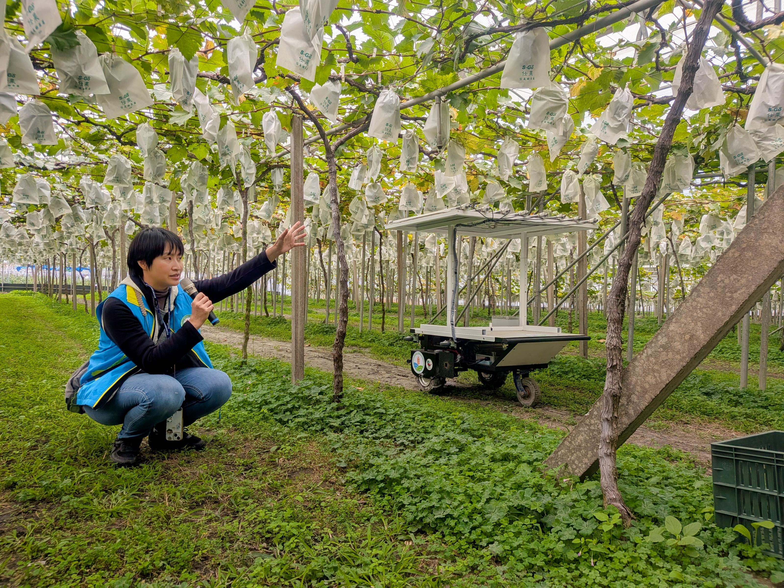 許晴情助理研究員帶領農友於葡萄棚架下觀摩燈照設備之佈置與運作，現場展示燈照防治之成效。