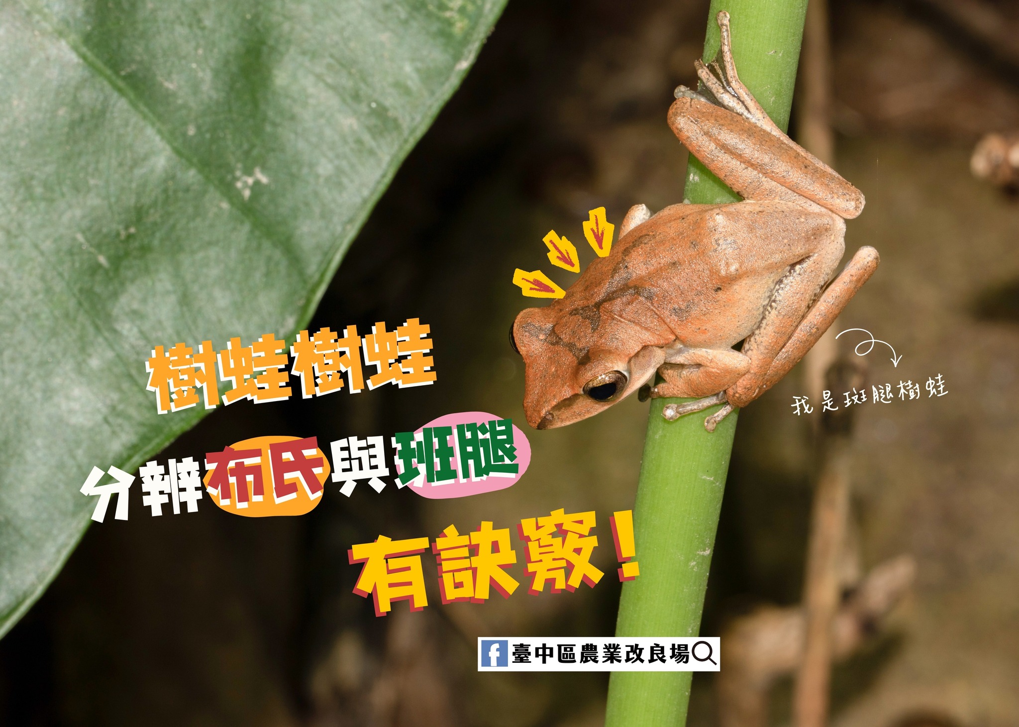 01月09日 分辨布氏樹蛙與斑腿樹蛙，有訣竅！