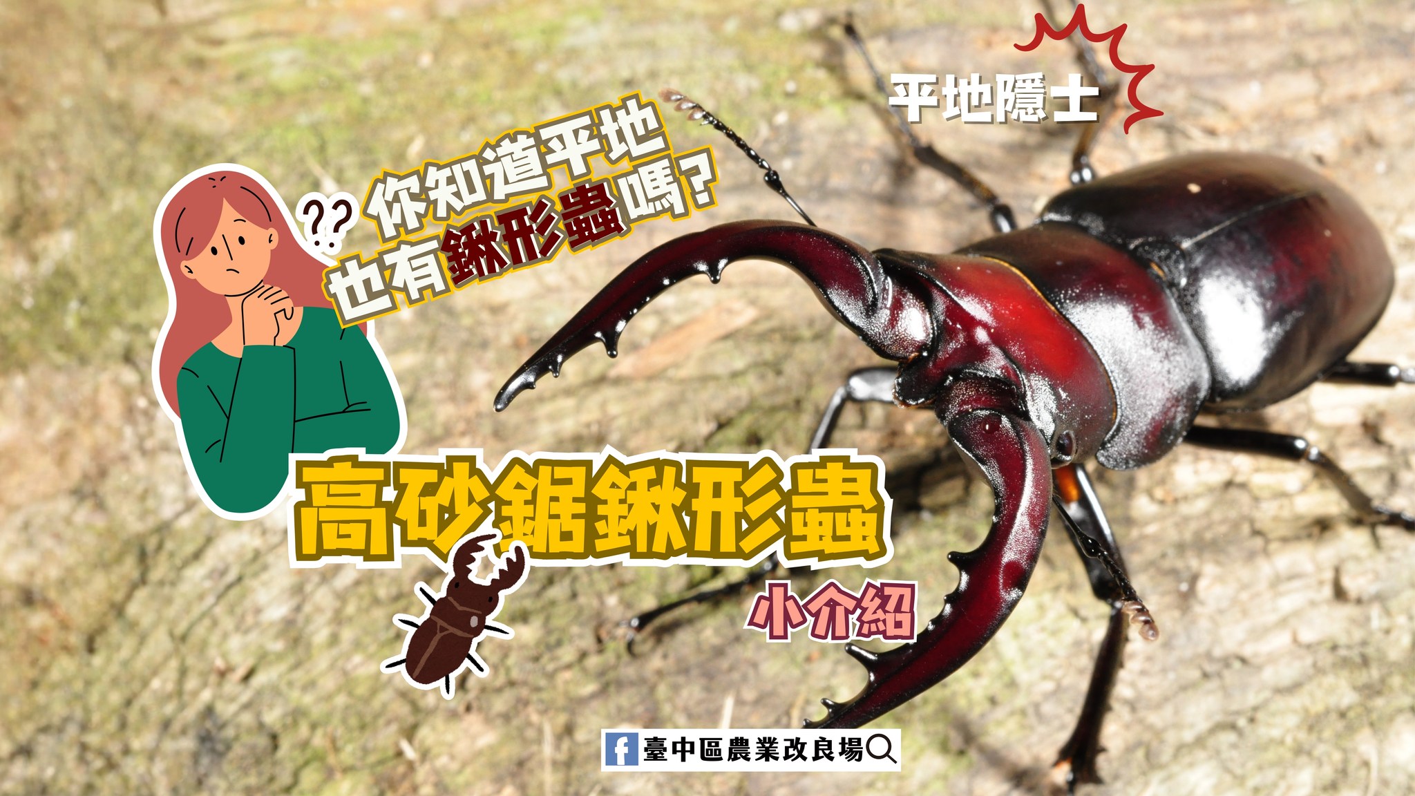 01月14日 高砂鋸鍬形蟲小介紹