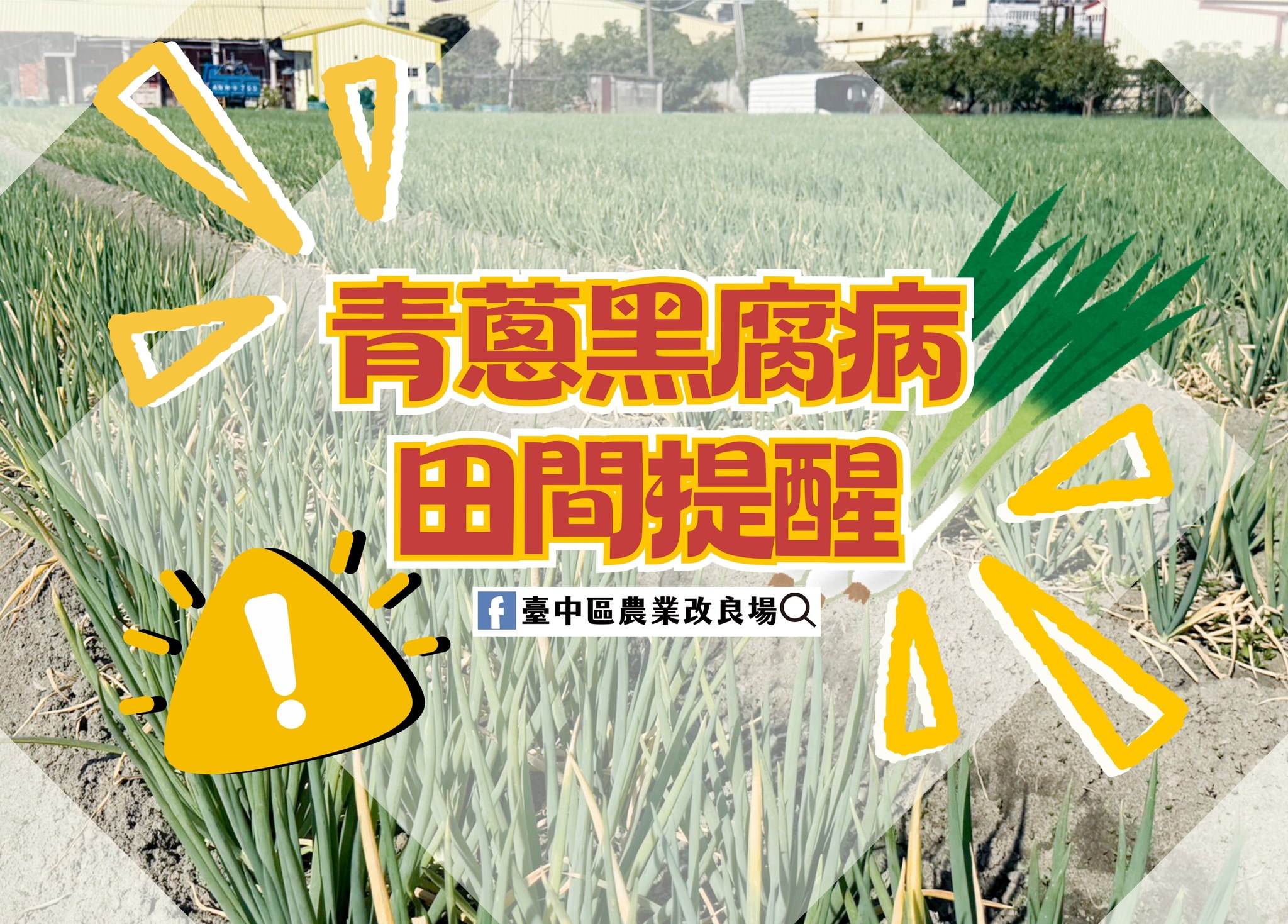 01月15日 青蔥黑腐病田間提醒