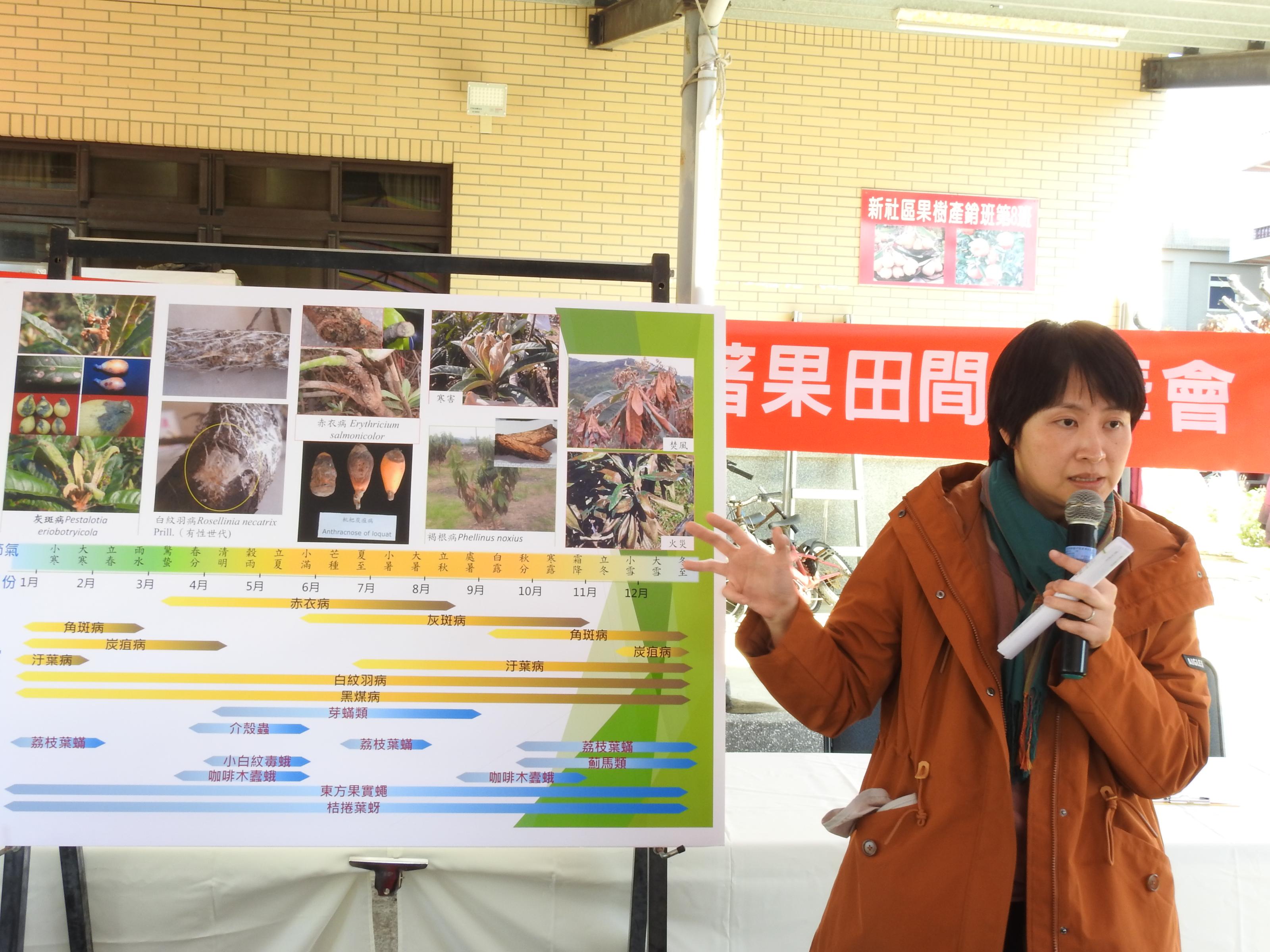 臺中農改場許晴晴助理研究員向農友說明「枇杷病蟲害防治」。