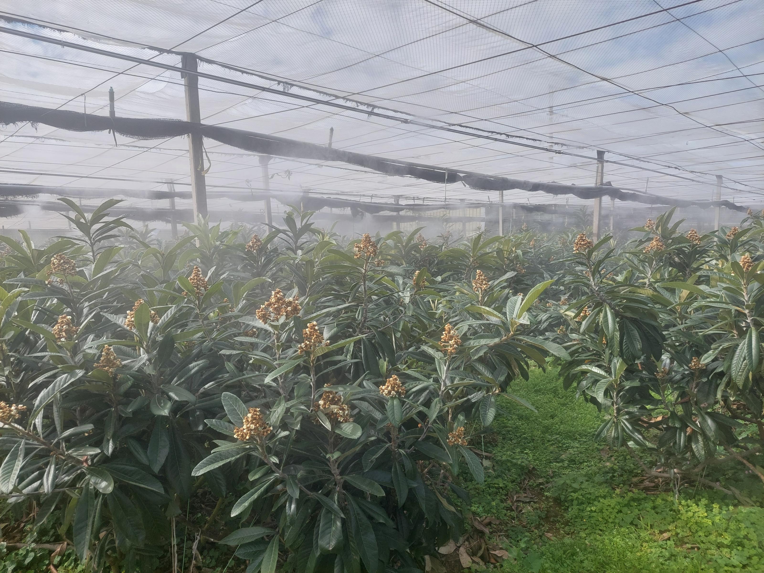 枇杷微噴霧技術穩定枇杷生產。