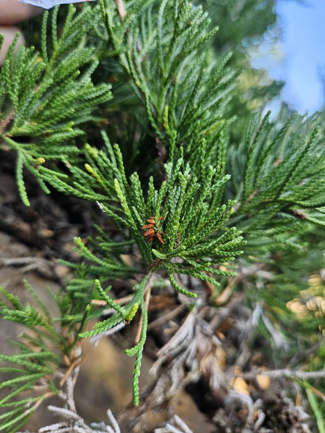 葉片上的橘紅色角狀物體，即為梨赤星病菌在中間寄主龍柏葉片上的冬孢子角，在降雨後就會產生膠狀冬孢子堆，於合適溫度下冬孢子可發芽並產生擔孢子，並隨風傳播至梨樹上進行感染。