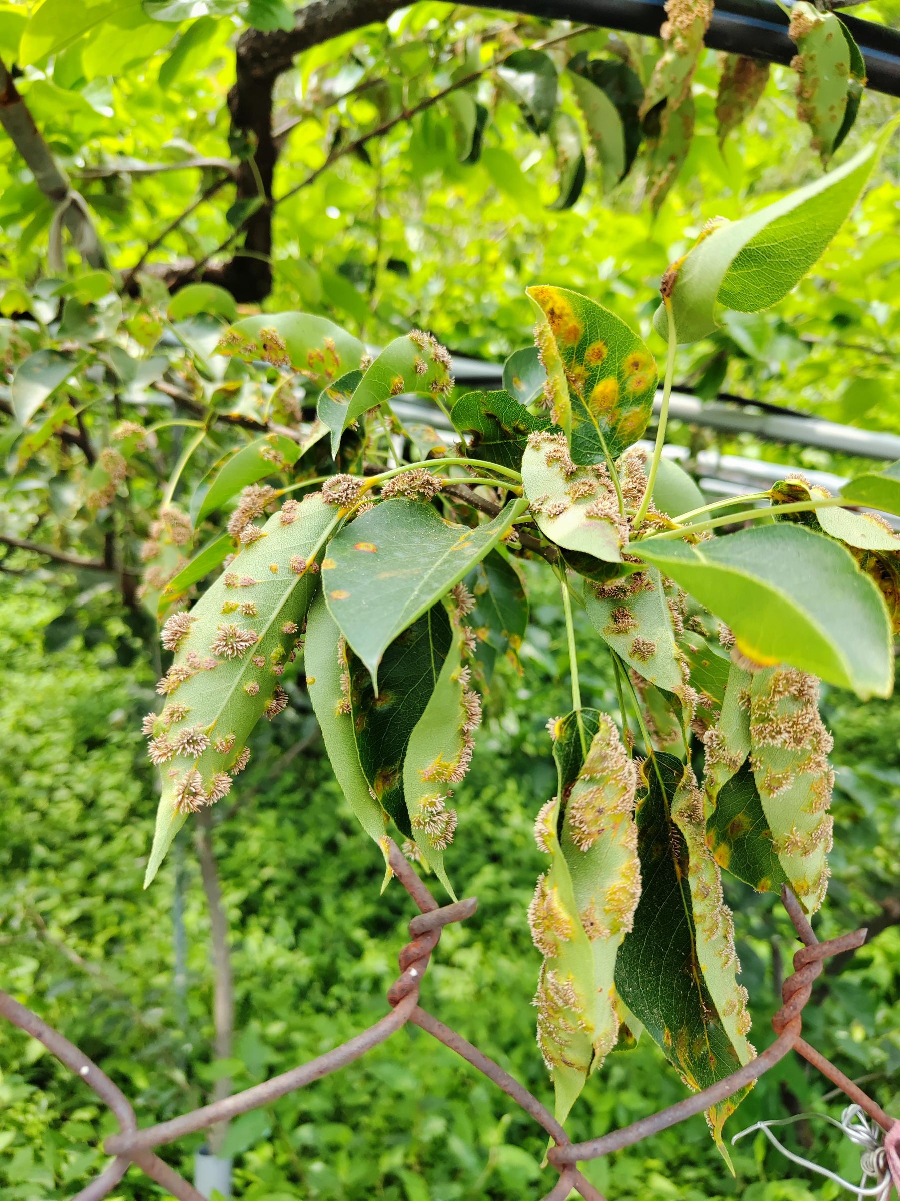 梨葉初期受到赤星病菌感染，可在葉面上呈現橘色點狀病斑（左），隨病勢發展會在葉片背面生出突狀物（右），即為銹子腔，內含大量銹孢子，而銹孢子不再侵害梨樹，而是透過風力傳播至龍柏上入侵感染葉片。-2