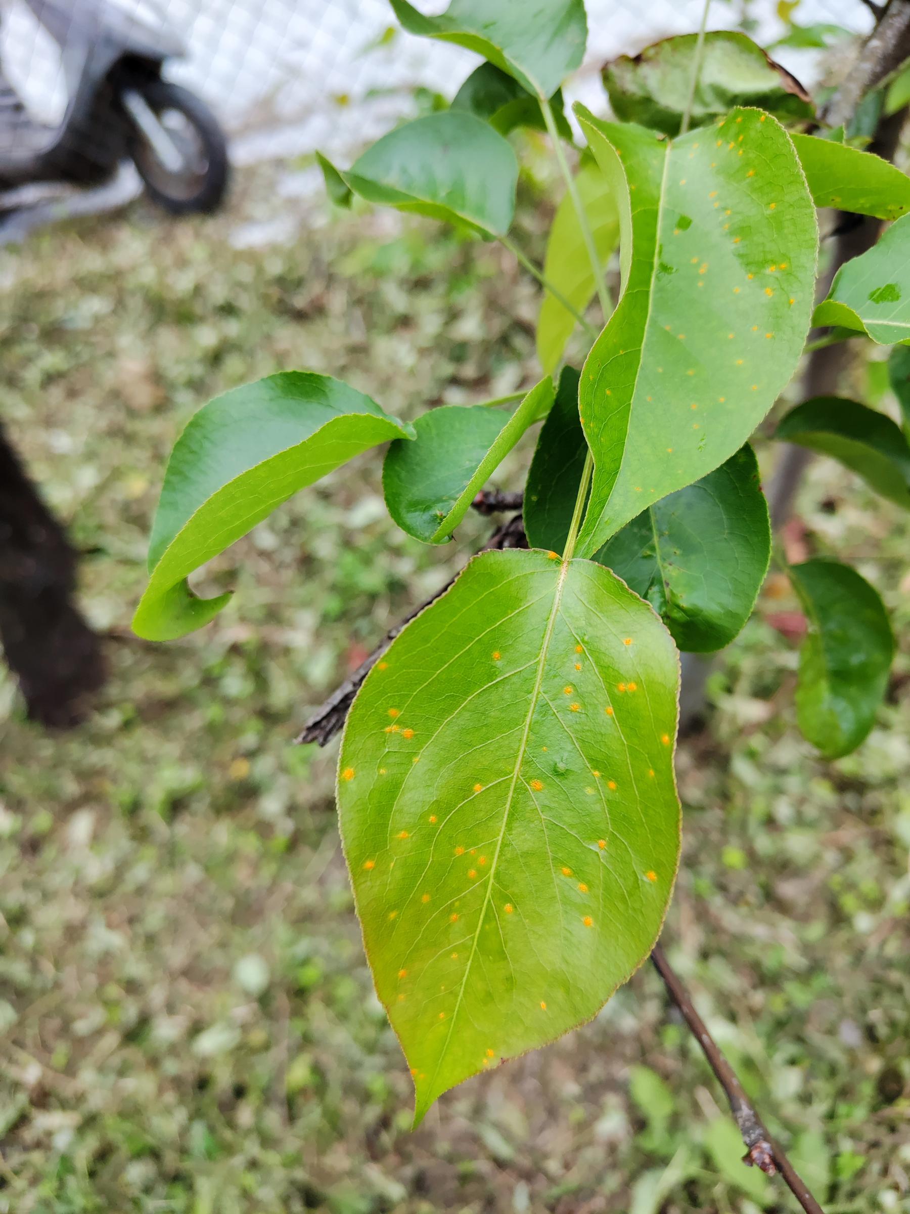 梨葉初期受到赤星病菌感染，可在葉面上呈現橘色點狀病斑（左），隨病勢發展會在葉片背面生出突狀物（右），即為銹子腔，內含大量銹孢子，而銹孢子不再侵害梨樹，而是透過風力傳播至龍柏上入侵感染葉片。-1