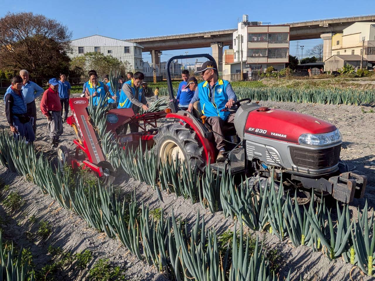 現場演示說明大蔥機械化採收作業