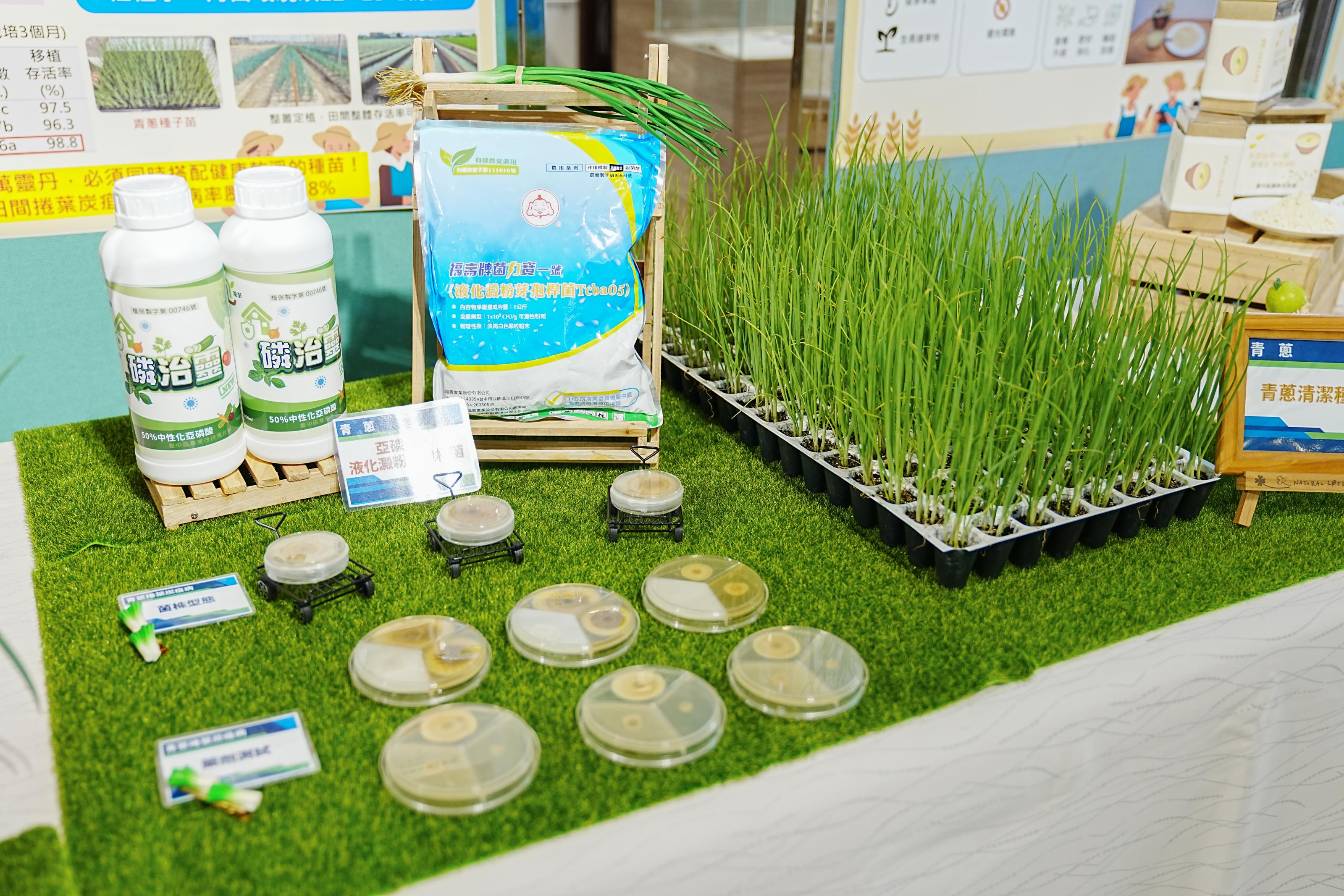 臺中農改場展示青蔥捲葉炭疽病綜合管理技術。