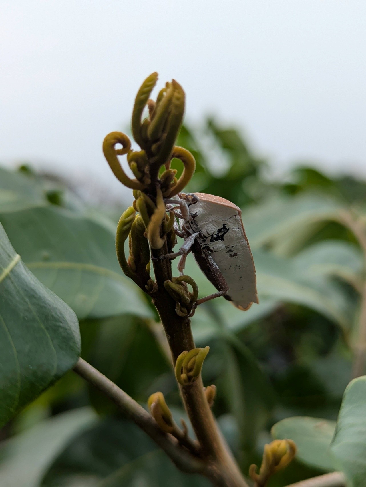 荔枝椿象甦醒後,將移往枝梢、花穗為害,應把握時機即早防治。