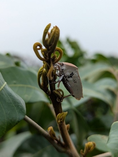 02月05日 把握早春先機 籲請即早展開荔枝椿象防治