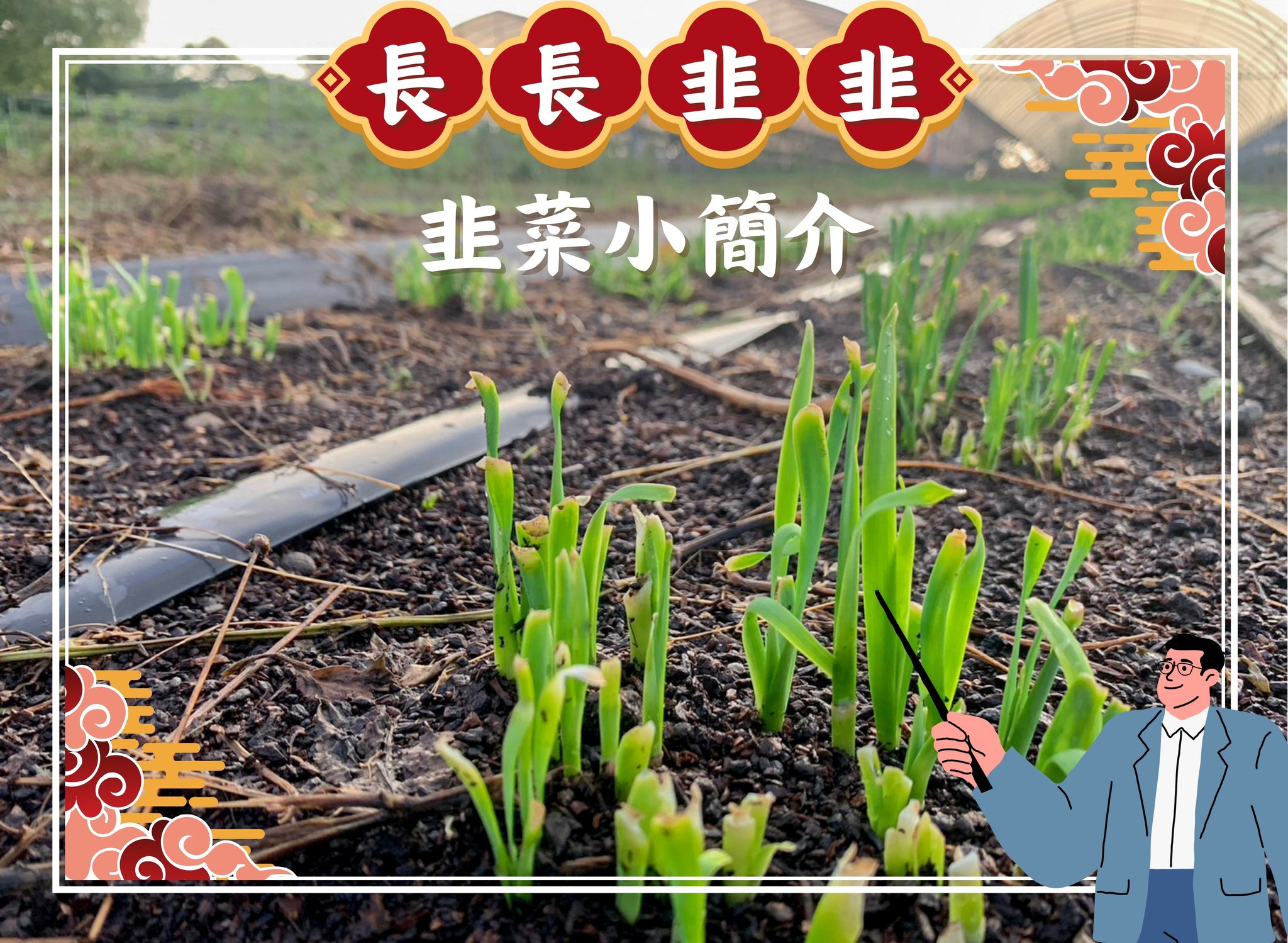 02月24日 長長又久久之韭菜介紹