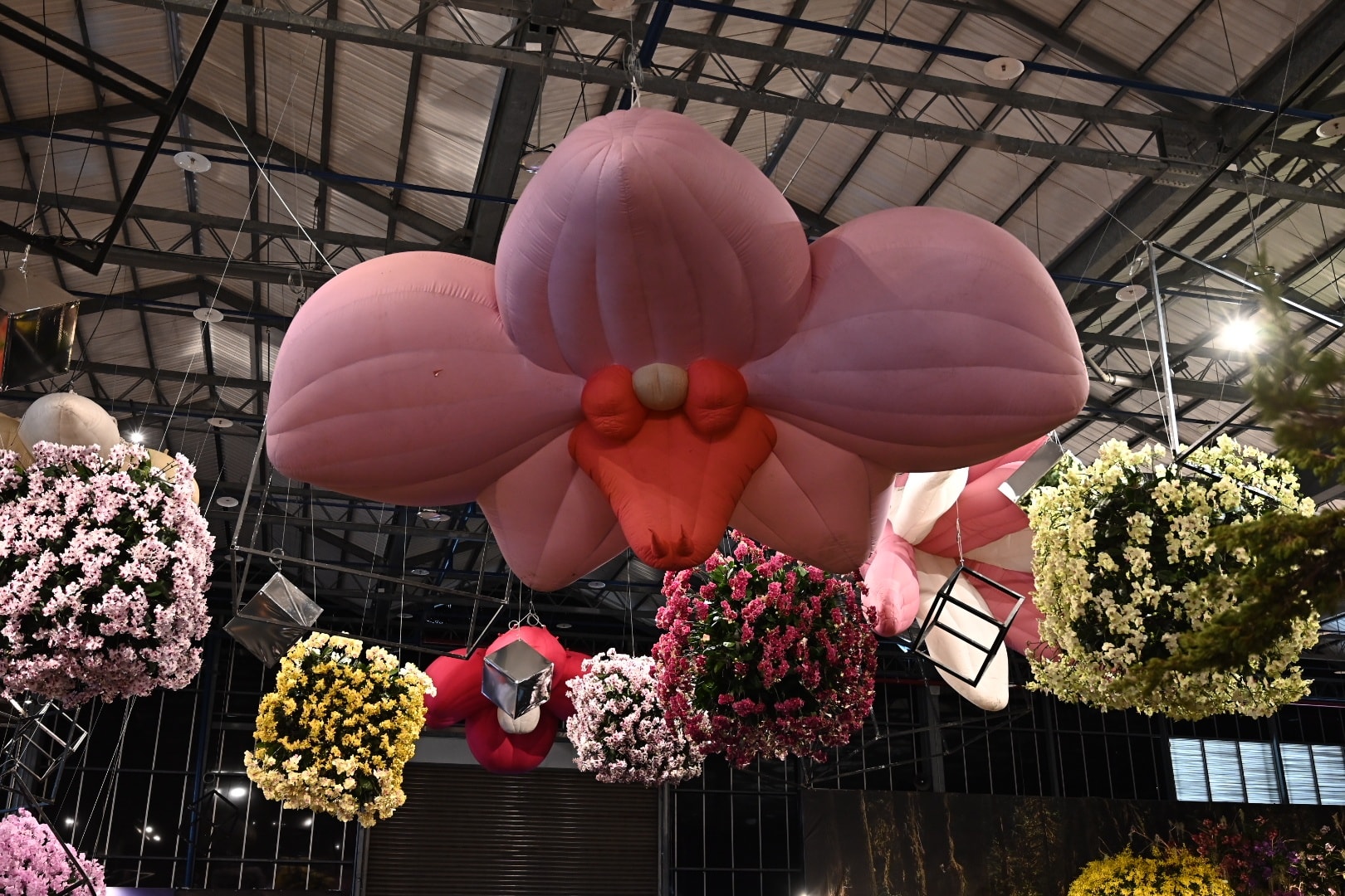 蘭界盛事2026臺灣國際蘭展開始囉！