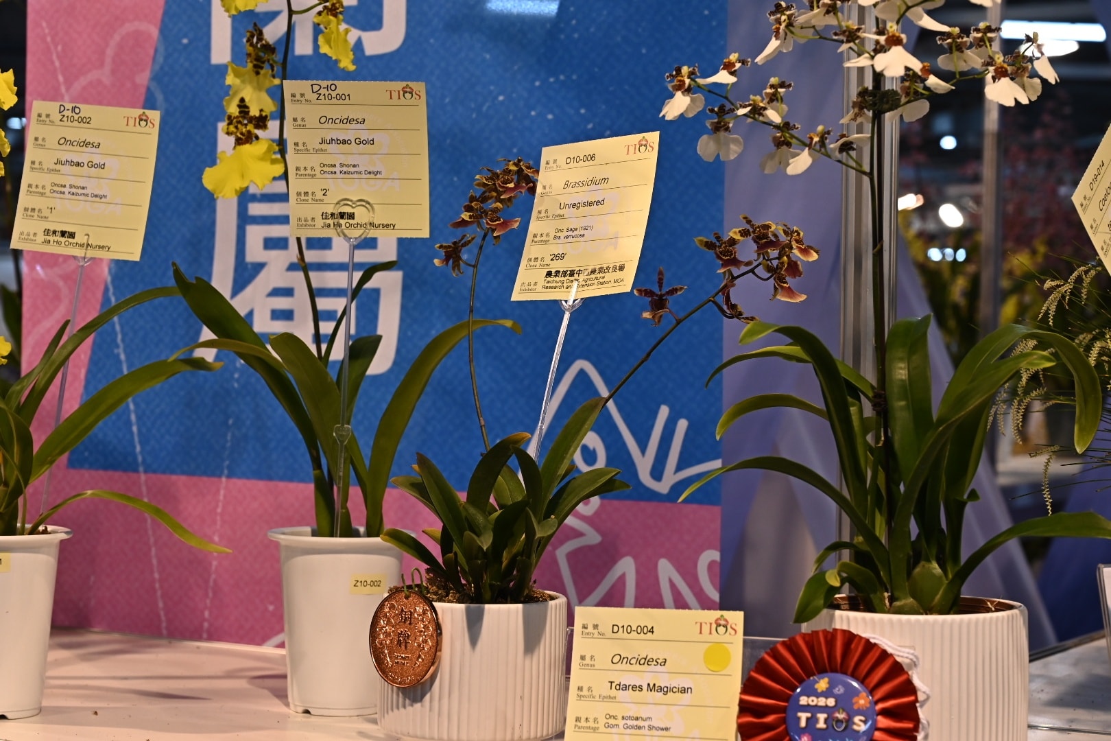 賀 本場育成之文心蘭品系 榮獲2026臺灣國際蘭展 數項花卉獎項殊榮-2