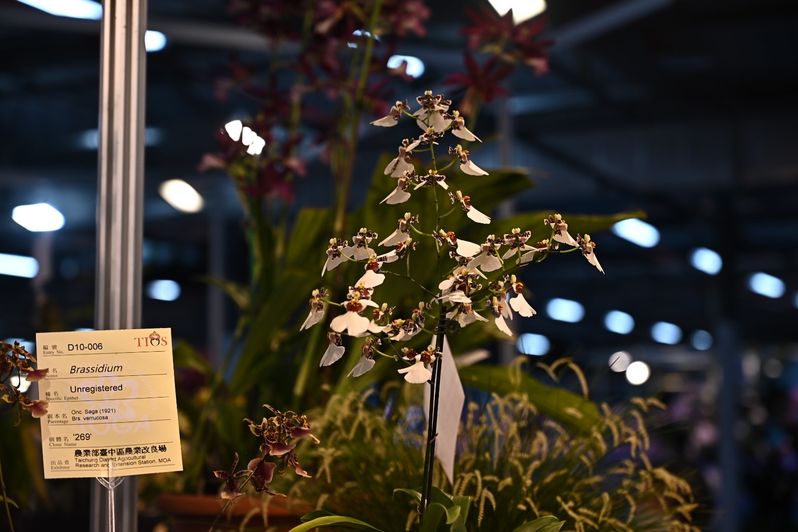 賀 本場育成之文心蘭品系 榮獲2026臺灣國際蘭展 數項花卉獎項殊榮-3