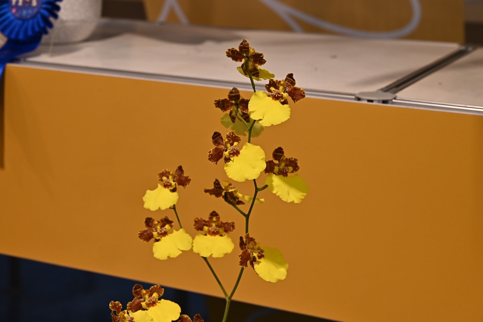 賀 本場育成之文心蘭品系 榮獲2026臺灣國際蘭展 數項花卉獎項殊榮-4