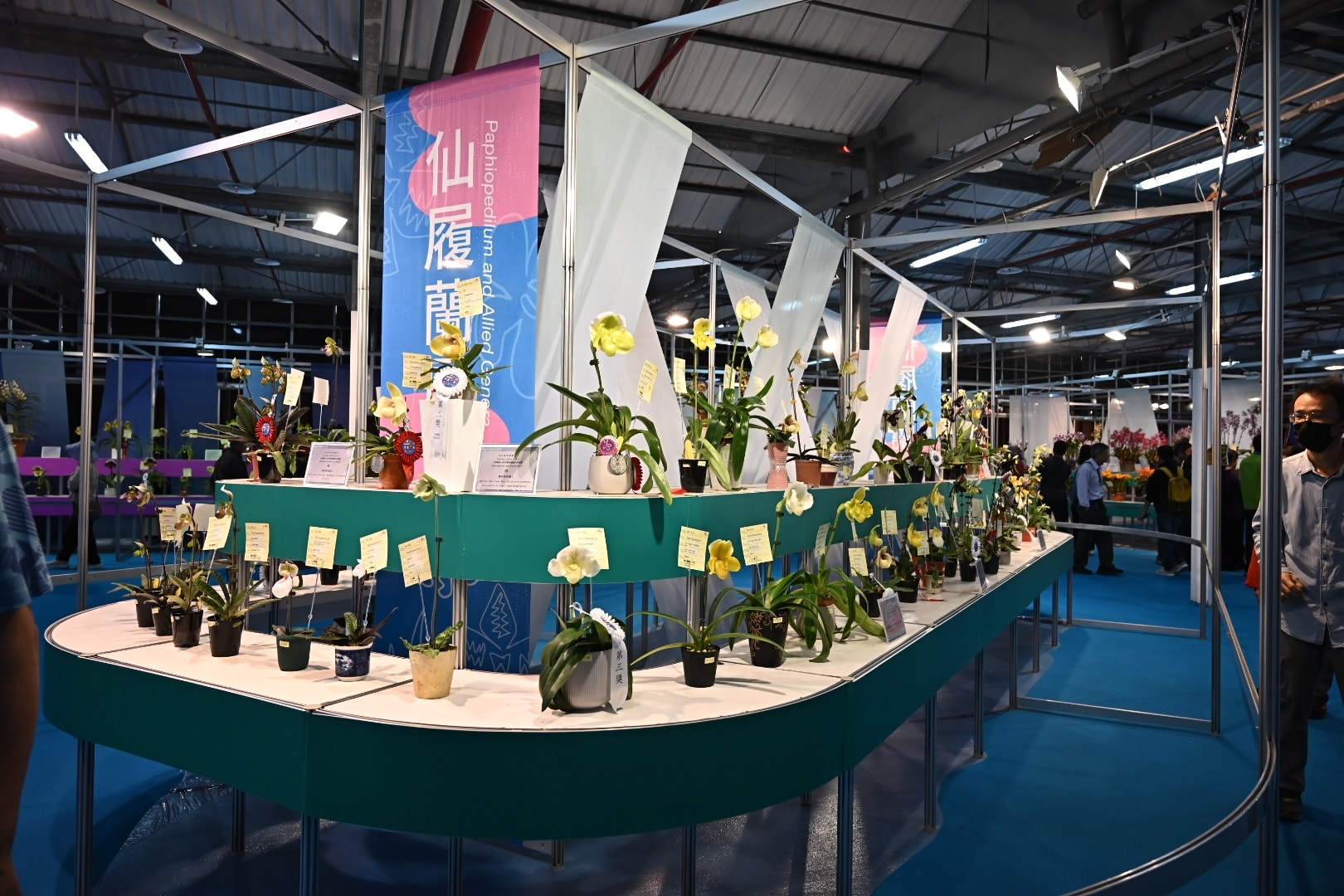 賀 本場育成之文心蘭品系 榮獲2026臺灣國際蘭展 數項花卉獎項殊榮-5