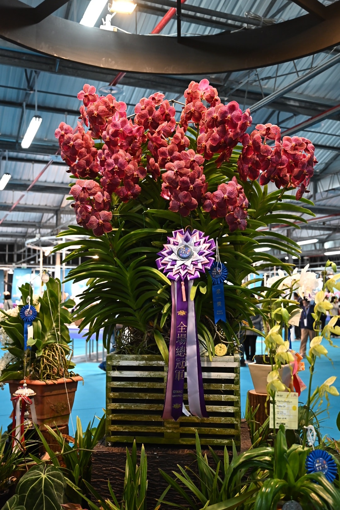 賀 本場育成之文心蘭品系 榮獲2026臺灣國際蘭展 數項花卉獎項殊榮-6