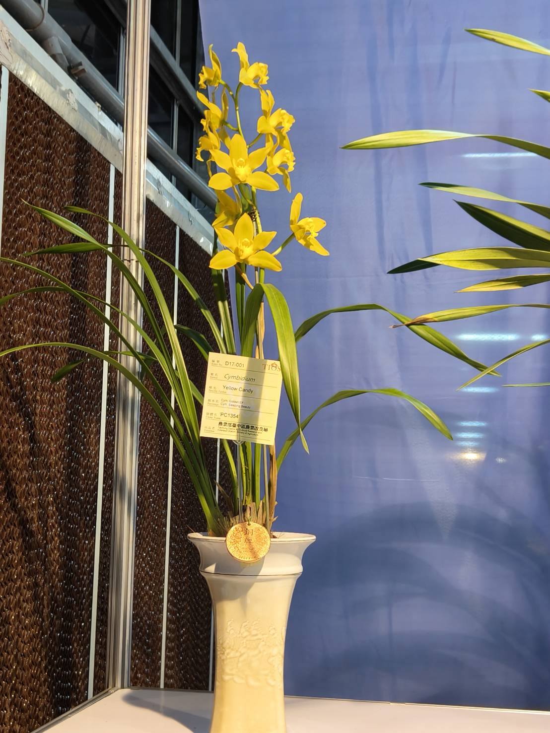 賀 本場育成之文心蘭品系 榮獲2026臺灣國際蘭展 數項花卉獎項殊榮-7