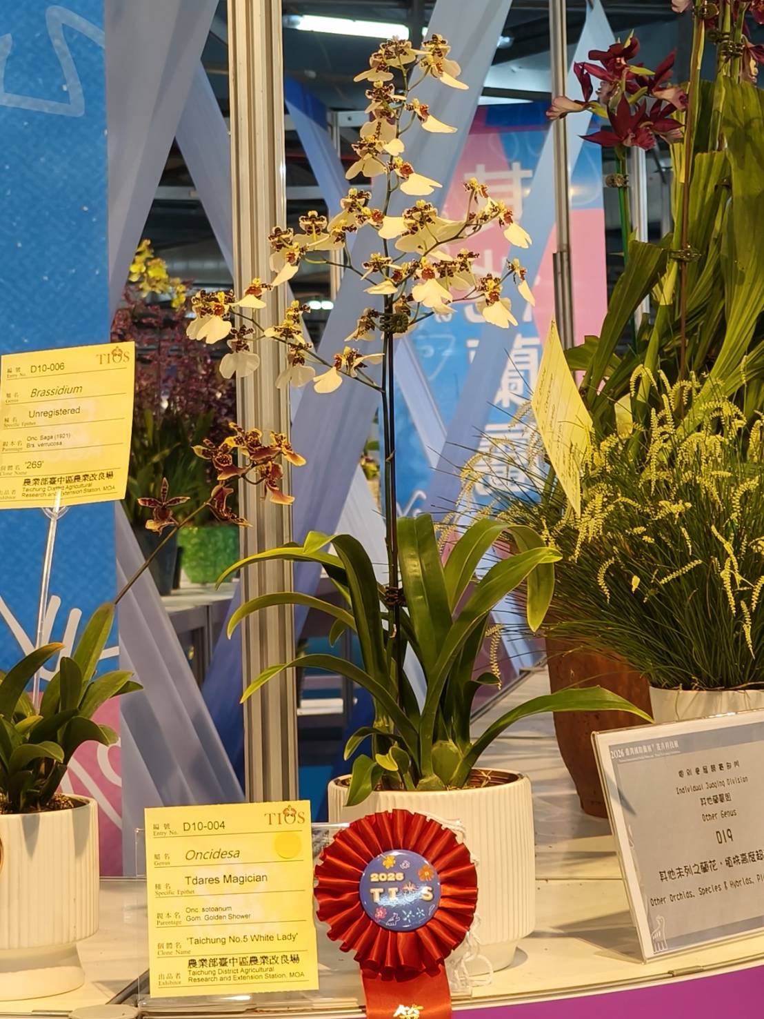賀 本場育成之文心蘭品系 榮獲2026臺灣國際蘭展 數項花卉獎項殊榮-8