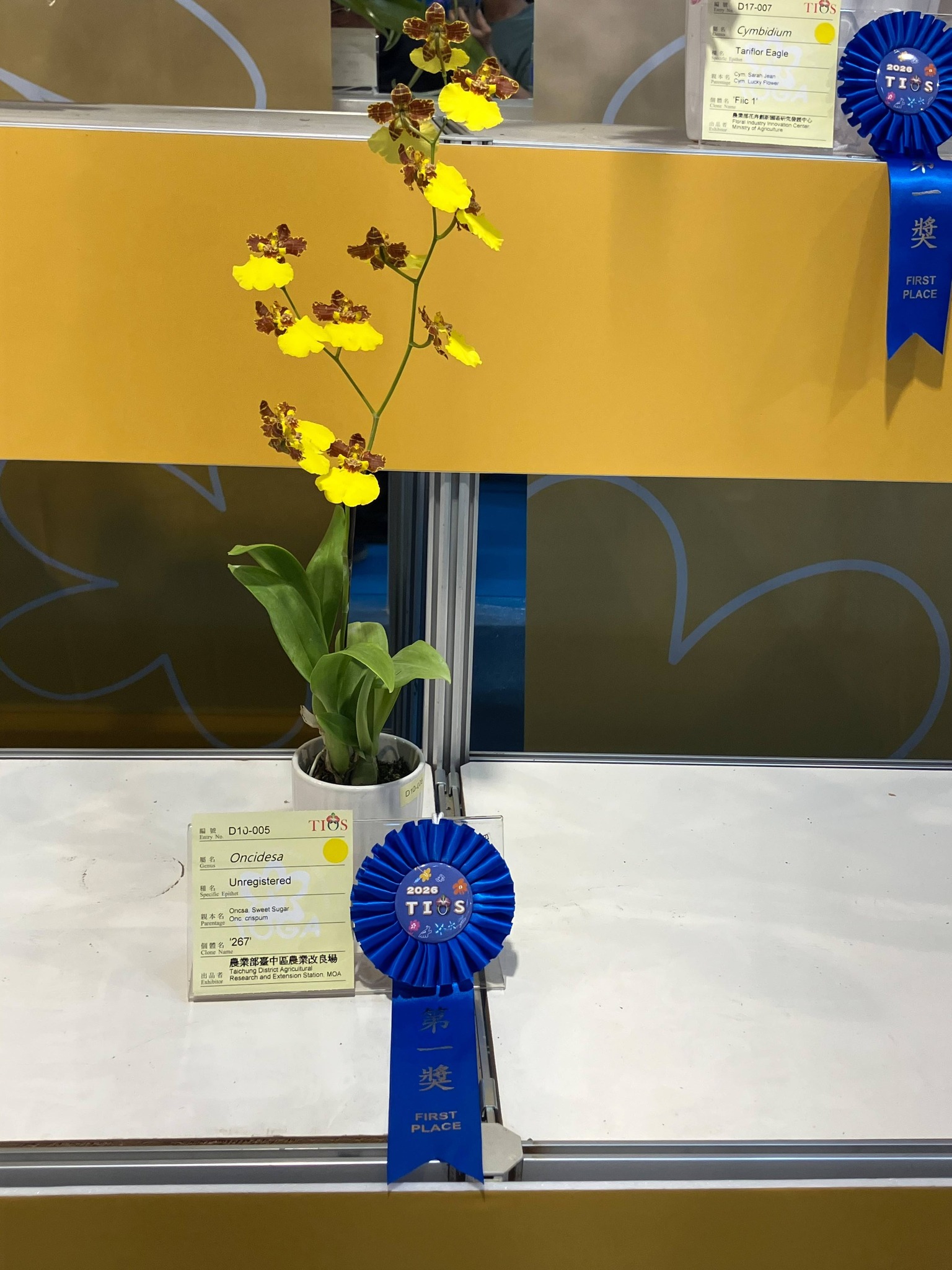 賀 本場育成之文心蘭品系 榮獲2026臺灣國際蘭展 數項花卉獎項殊榮-9