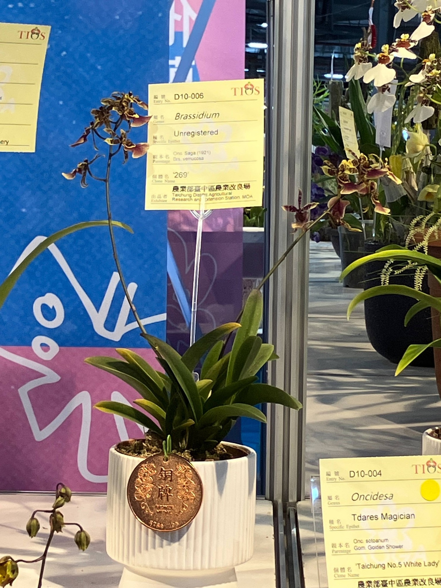 賀 本場育成之文心蘭品系 榮獲2026臺灣國際蘭展 數項花卉獎項殊榮-10