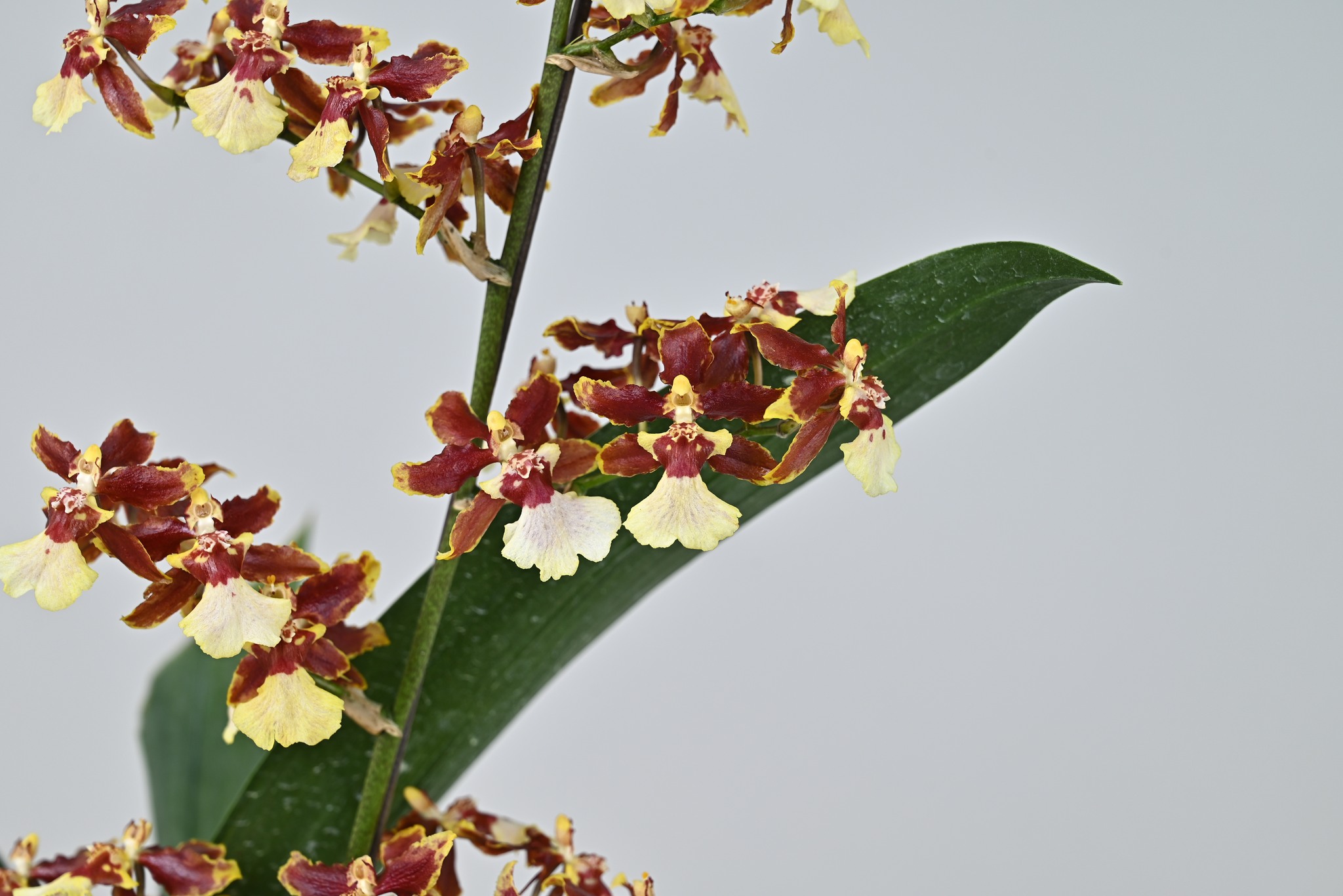 Oncidesa Tdares Happy Song 'TCF-2265'獲得紐西蘭/澳洲評鑑獎。花如其名，有著一股清甜的香氣。此品種的花朵同時具備黃色系及紅色系的元素，色彩過渡巧妙自然，令人賞心悅目。