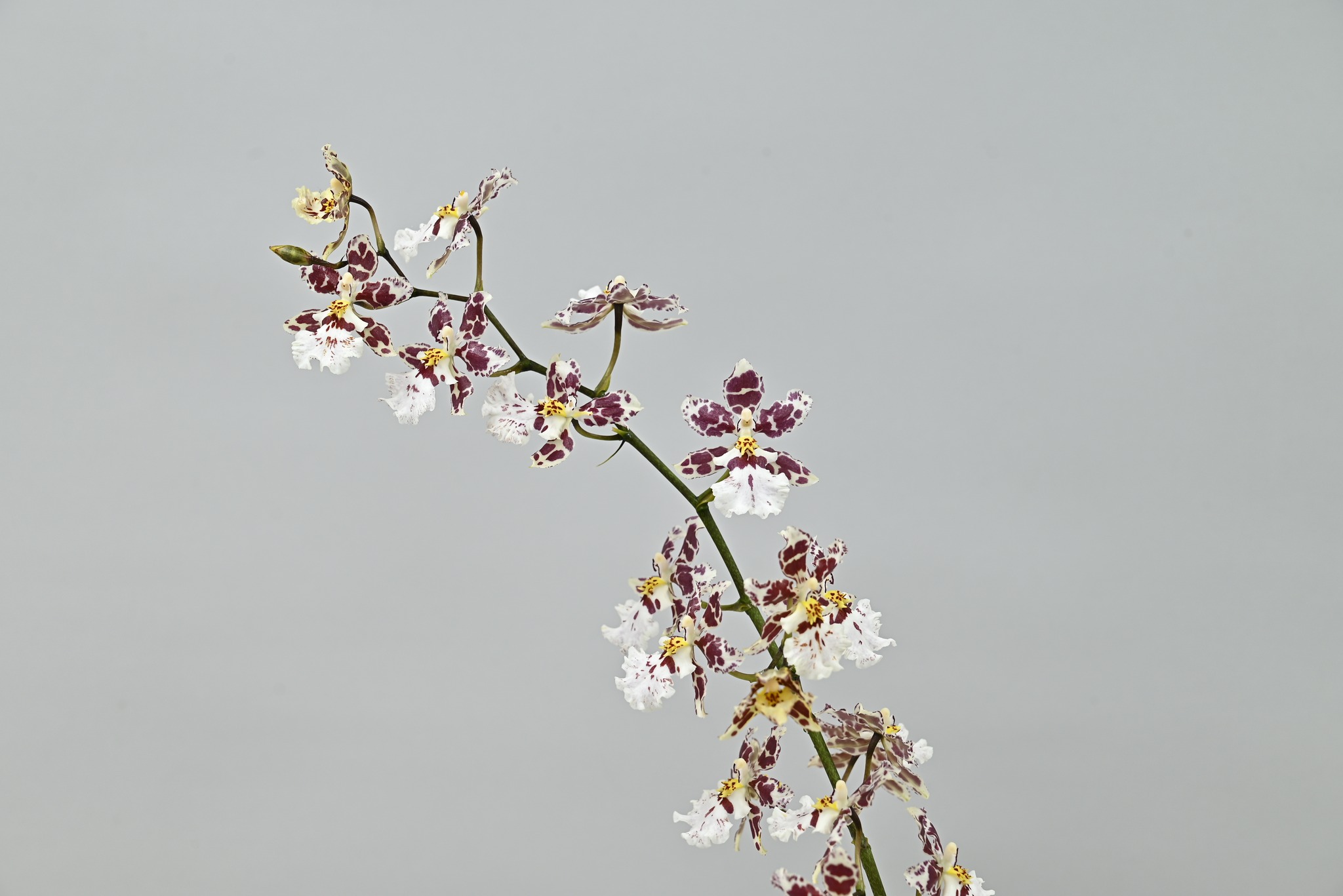 Oncidesa Tdares Track 'TCF-2264'獲得紐西蘭/澳洲評鑑獎。此品種為帶有紫色斑塊的白色系花朵。植株生長勢強，極具切花生產的潛力。