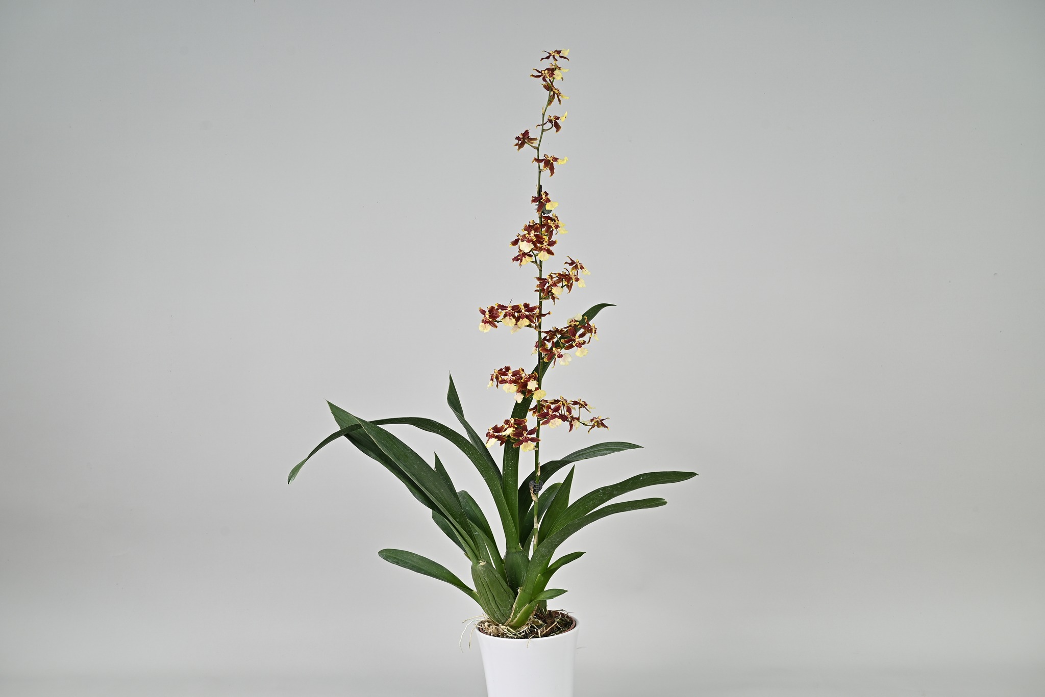 Oncidesa Tdares Happy Song 'TCF-2265'獲得紐西蘭/澳洲評鑑獎。花如其名，有著一股清甜的香氣。此品種的花朵同時具備黃色系及紅色系的元素，色彩過渡巧妙自然，令人賞心悅目。