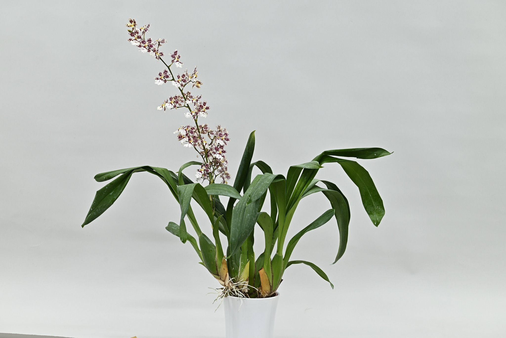 Oncidesa Tdares Track 'TCF-2264'獲得紐西蘭/澳洲評鑑獎。此品種為帶有紫色斑塊的白色系花朵。植株生長勢強，極具切花生產的潛力。