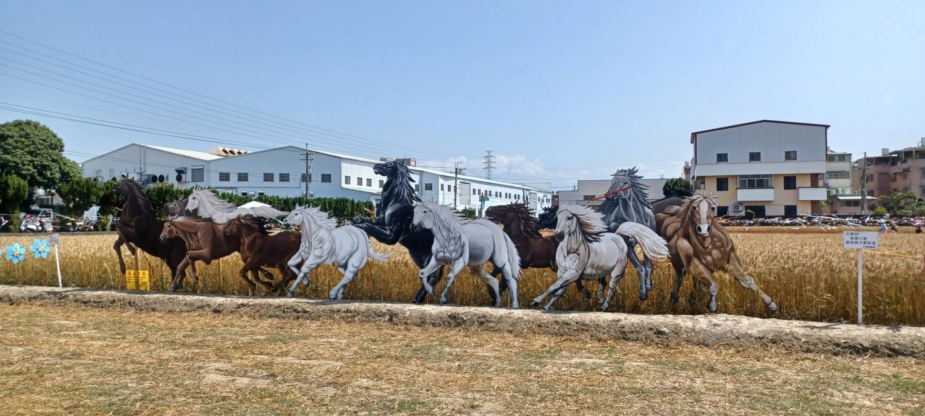 臺中市大雅區「小麥產業文化節」-6