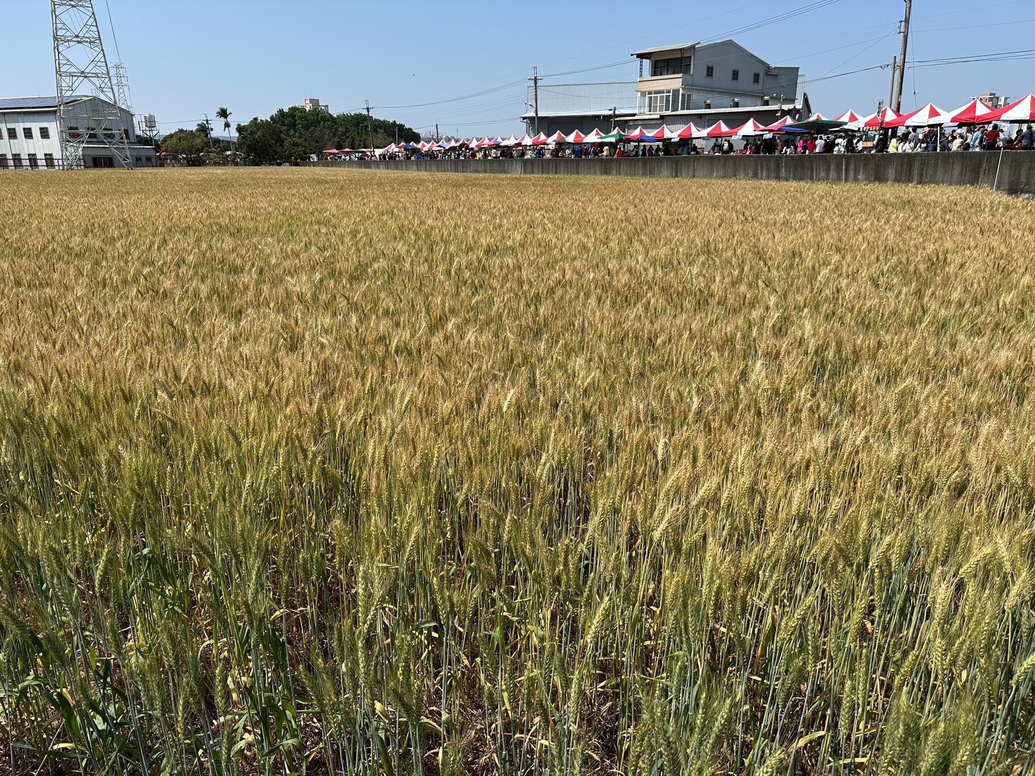 臺中市大雅區「小麥產業文化節」-10