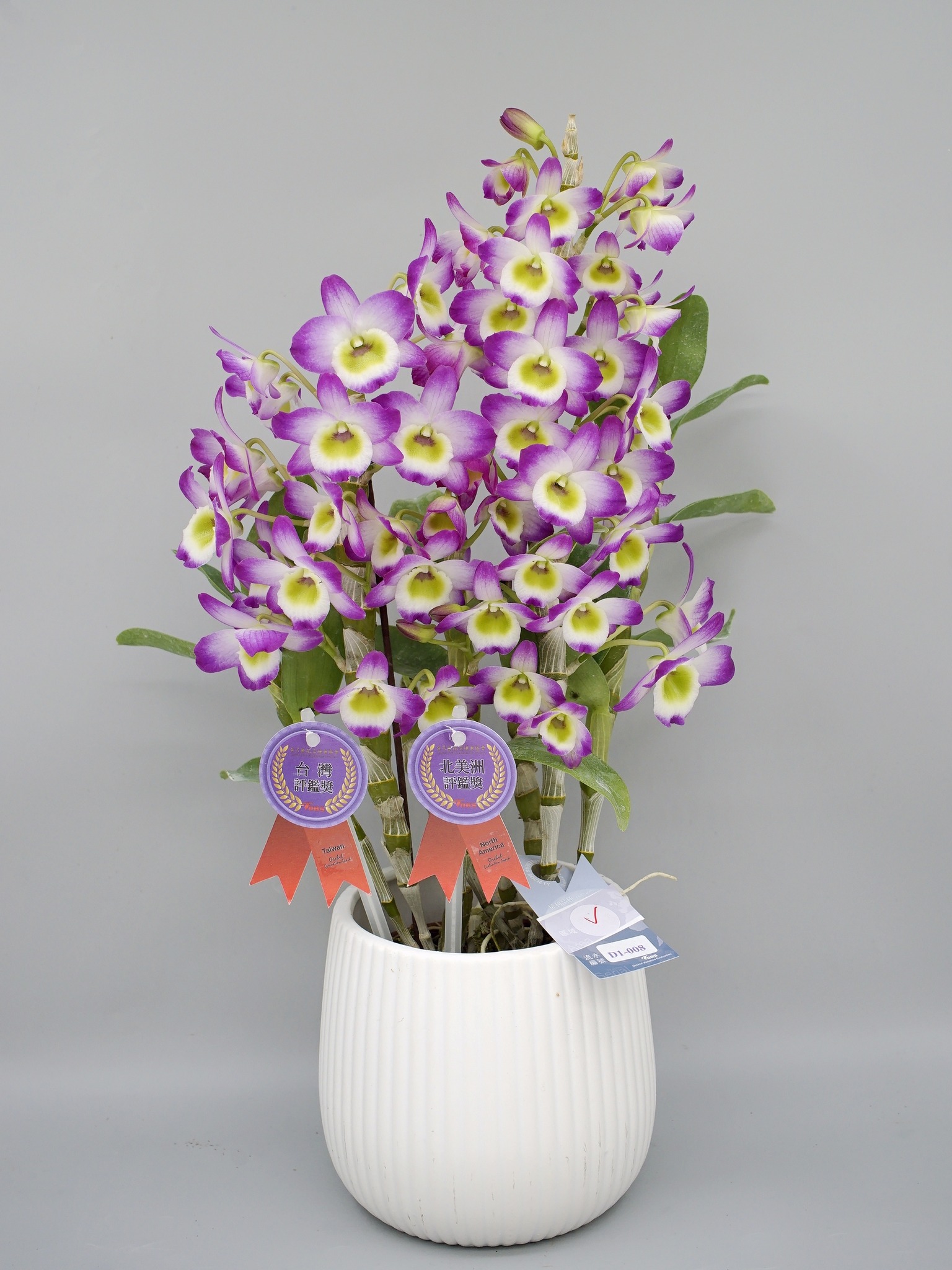 03月06日 2026蘭花新品種春季評鑑展示會