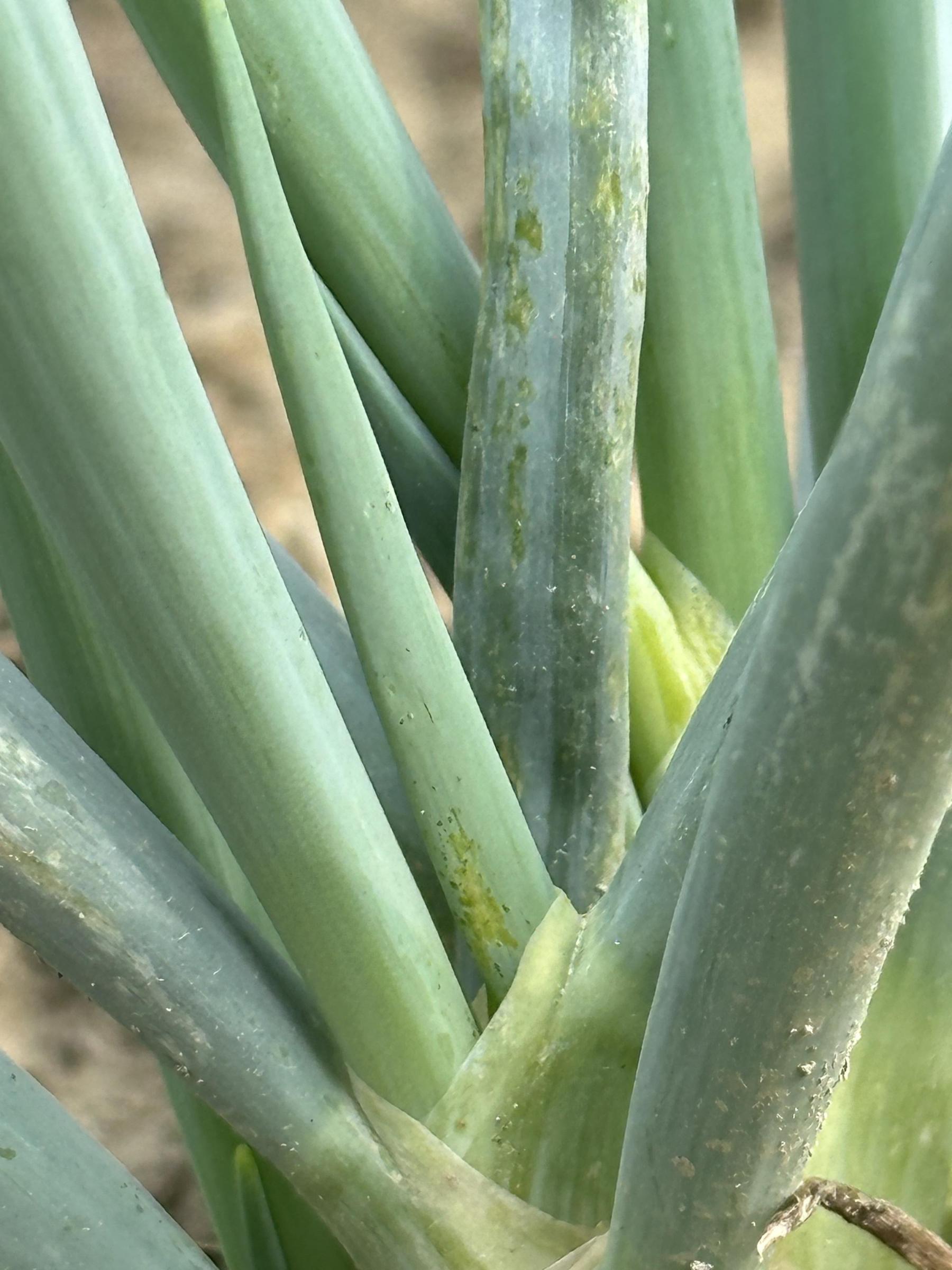 薊馬喜歡躲藏於幼苗縫隙，防治時應加強此處施藥。