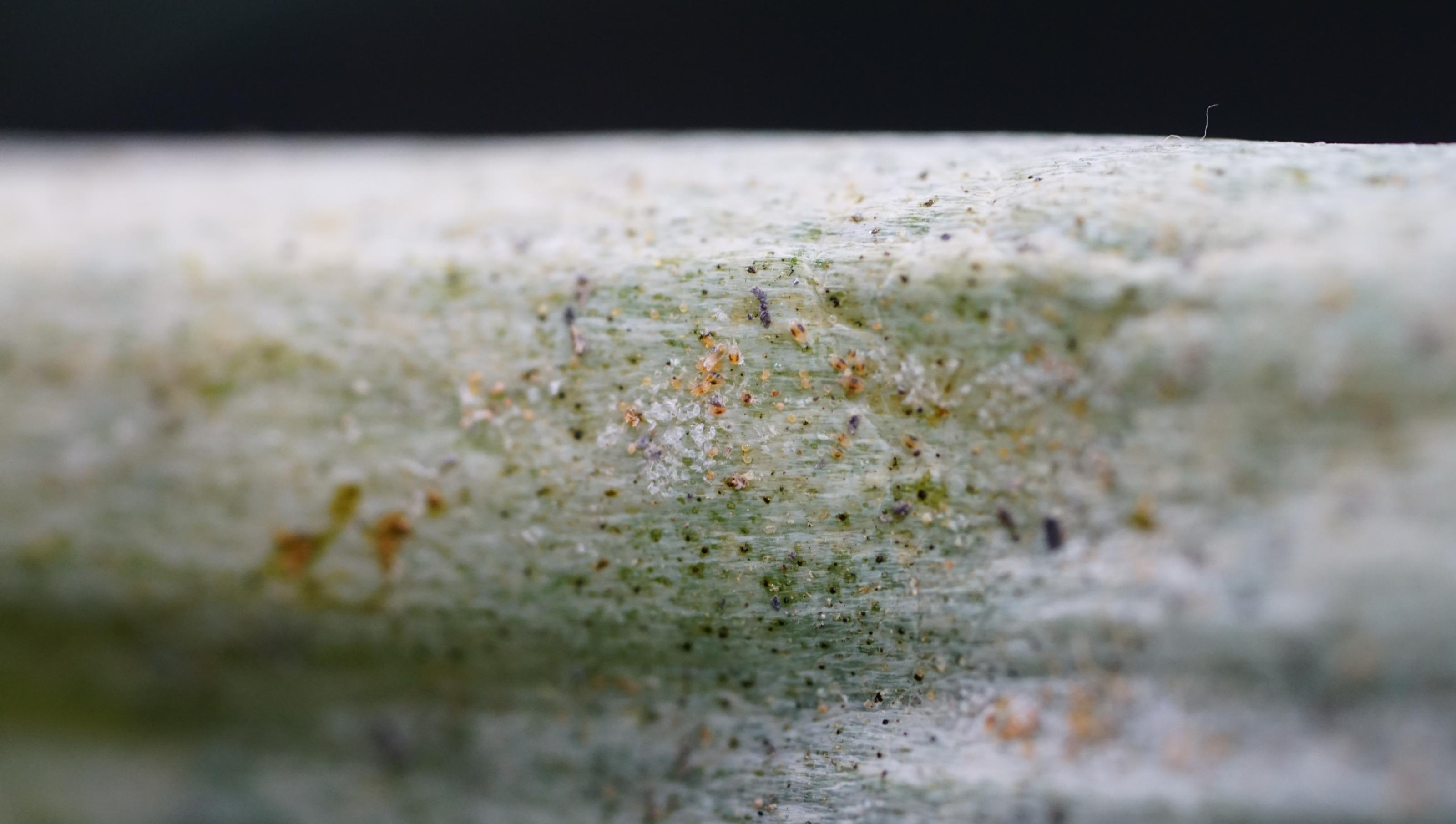 葉蟎偏愛成熟葉片，並喜歡聚集於彎折點或凹陷處，逐漸擴散造成白化，應提早進行防治。