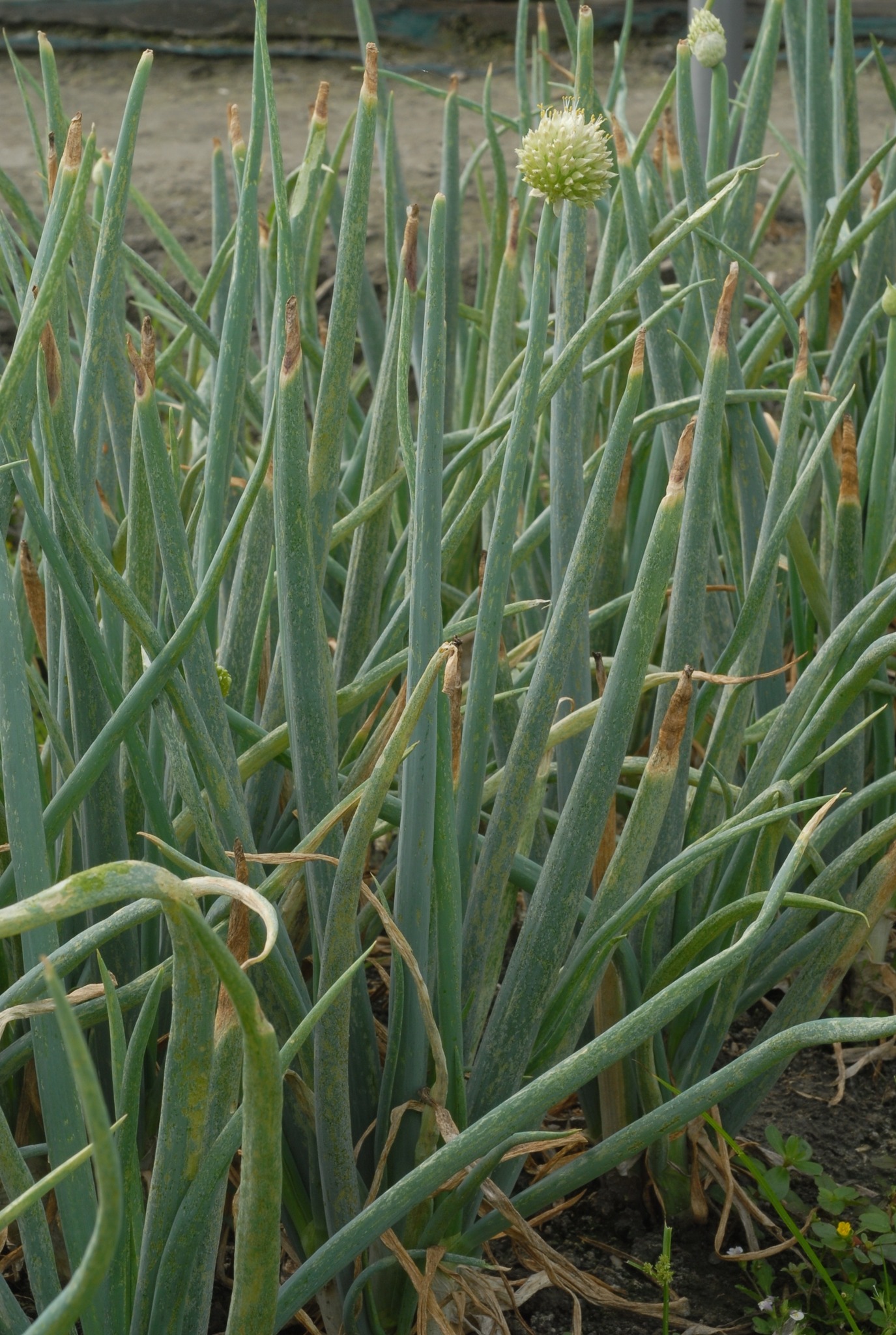 03月13日 中部地區蔥科作物薊馬族群持續發生 籲請農友及早預防小型害蟲
