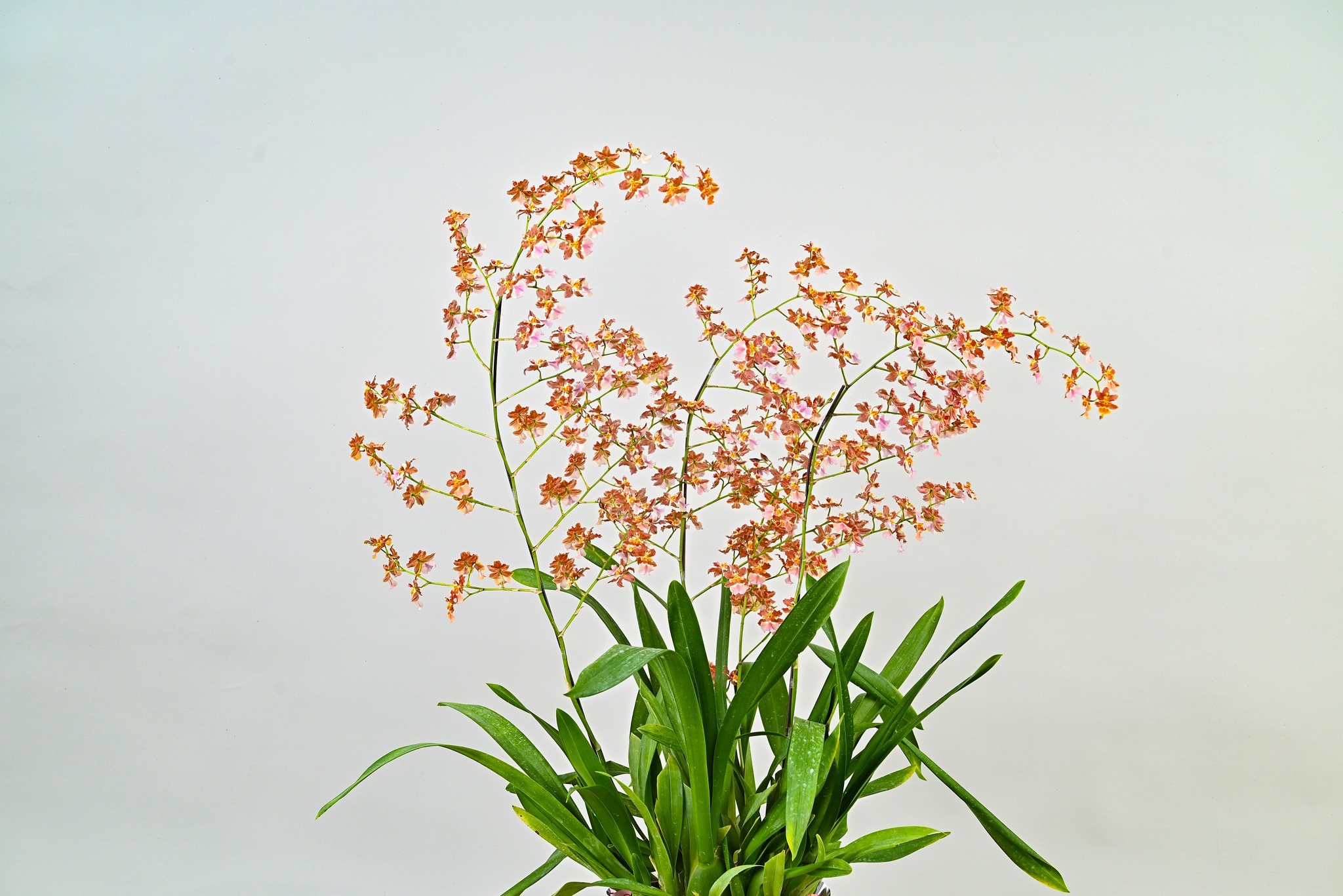 文心蘭「台中3號」植株外觀照片。