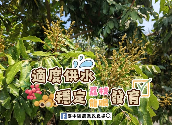 03月25日 果園適度供水有助荔枝果實與龍眼花序正常發育