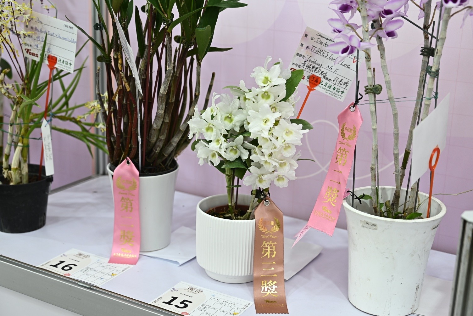 春石斛蘭‘台中5號-綠焰’(Dendrobium Tdares Double Lover ‘Taichung No. 5 Green Flash’)獲香花組第三獎。品種以其純白花色搭配綠色眼紋為亮點，香氣為清香略帶木質香。