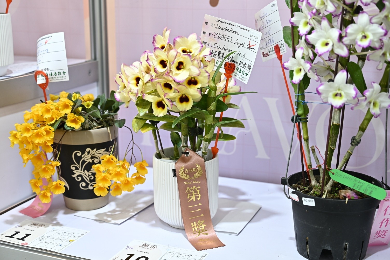 春石斛蘭'台中8號-黃鸝鳥'（Dendrobium Tdares Angel Gem ‘Taichung No. 8-Oriole’)獲香花組第三獎。品種以其黃花黑色眼並有紅色一點紅搭配為亮點，香氣主調為香甜味，帶有木質香。
