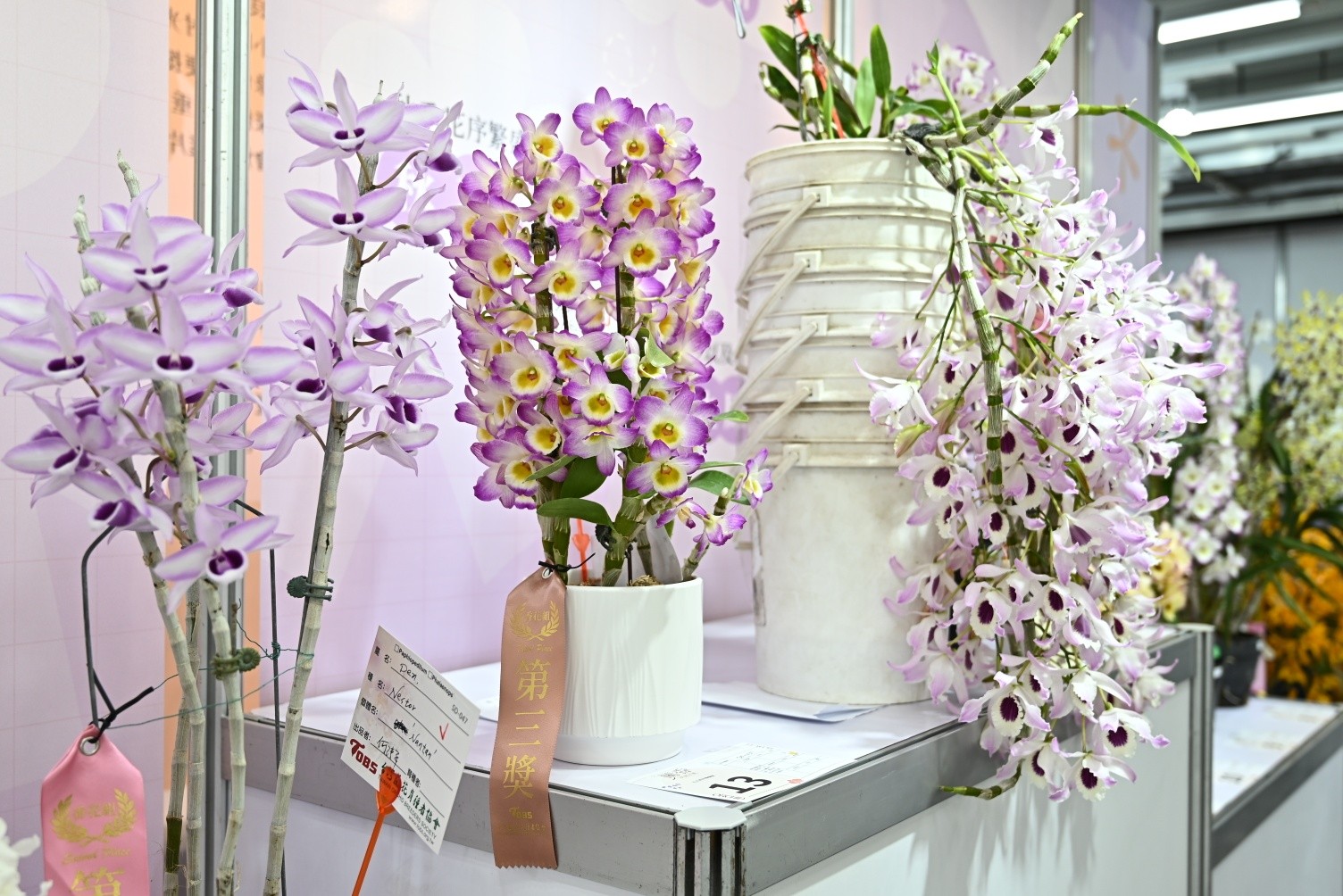 春石斛蘭'台中7號-香甜泡泡'(Dendrobium Tdares Angel Emperor ‘Taichung No. 7 - Sweet Bubble’)獲香花組第三獎。品種以其紅花黃眼經典色調搭配為亮點，香氣主調為甜香味，帶有辣味和木質香。