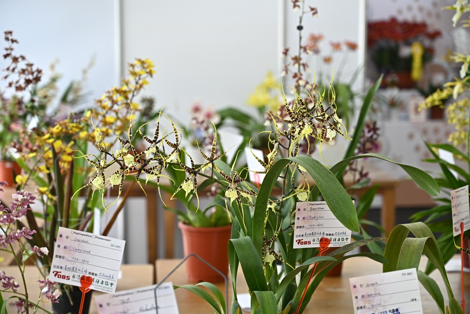 文心蘭新品種(Brassidium Prodigious ‘TFF-2601’)獲分組第二獎。此品種的味道清新淡雅，近距離有股木質調的香氣。其花瓣纖細張揚，整體花序好似滑落夜空的流星軌跡。不論是外觀還是氣味都十分特殊。